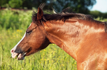 portrait of running welsh pony at freedom