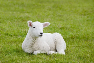 Photo sur Aluminium Moutons agneau couché au pâturage