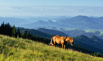 Fototapeta na wymiar Horses on the meadow in the mountains