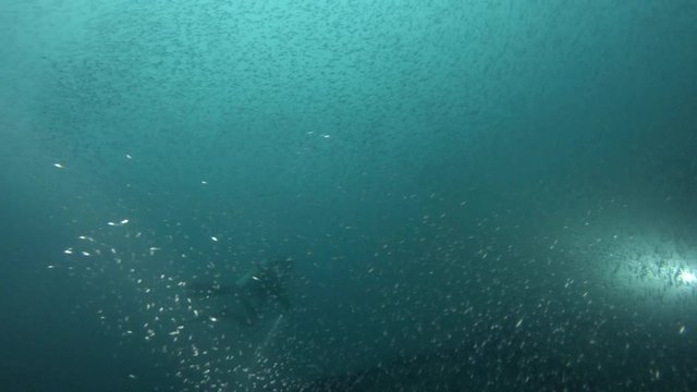 Scuba divers exploring ship wreck, Indian ocean, Maldives