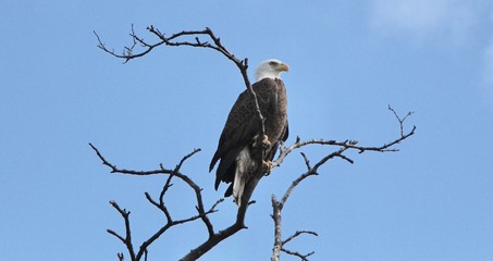 America II