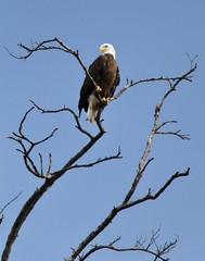 America