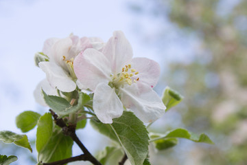 apple blossom branch