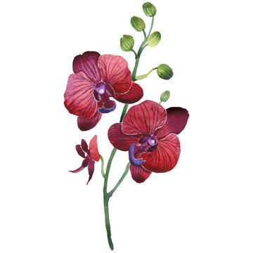 Wildflower Orchids Flower In A Watercolor Style Isolated.