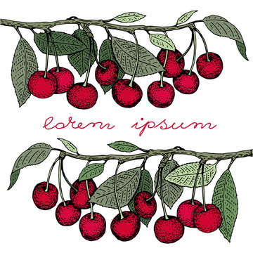 vector cherry greeting card template. Can be use for background, design, invitation, banner, cover. Vintage hand drawn illustration
