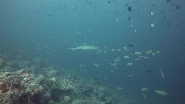Grey reef sharks ,Maldives, Indian ocean