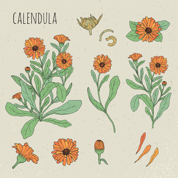 Calendula medical botanical isolated illustration