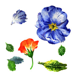 Wildflower primula flower in a watercolor style isolated.