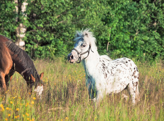 grazing ponys in pasture at freedom