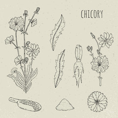 Chicory medical botanical isolated illustration. Plant, flowers, leaves, seed, root hand drawn set. Vintage outline sketch. - obrazy, fototapety, plakaty