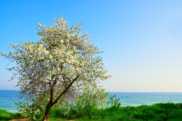 Naklejka premium Beautiful spring cherry blossom blossomed by the sea 