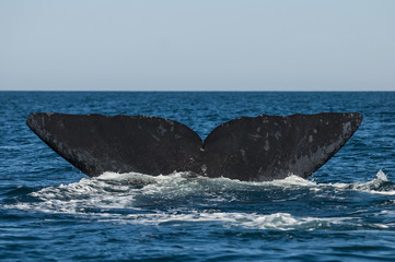 Fototapeta premium Right whale, Patagonia , Argentina