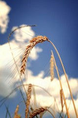 Golden wheat field with blue sky in background
