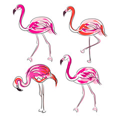 Hand drawn sketch pink flamingo vector set. Exotic birds isolated on white with outline strokes and coral brush strokes decor.