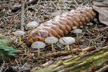 Strobilurus esculentus - edible mushroom
