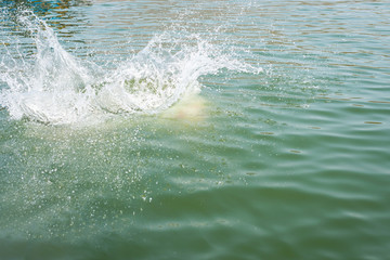 Water splash on the river