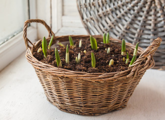 Fototapeta na wymiar Sprout tulips in basket on the window