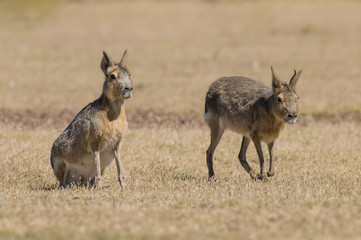 Patagonian cavi, Patagonia , Argentina