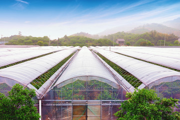 greenhouse with green vegetable in blue sky
