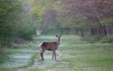 Hind standing in forest