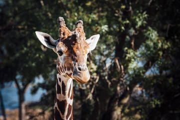 Portrait de girafe