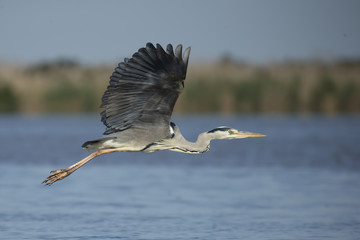 flying grey heron