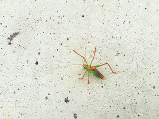 Green insect on concrete wall