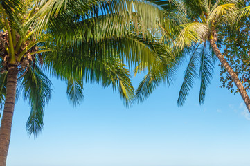 Fototapeta na wymiar Leaves of Green coconut palm
