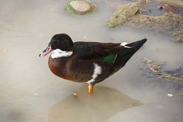 Pato