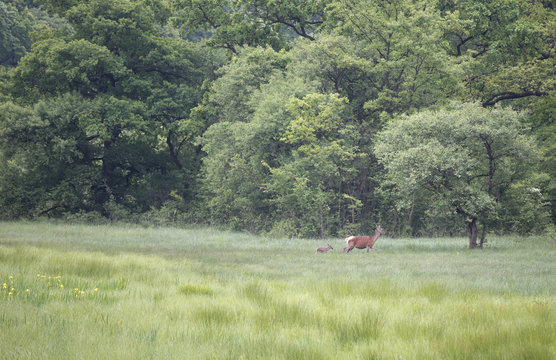 Fototapeta Hind with calf walking on meadow
