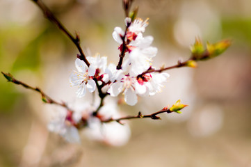 spring trees with white flowers blooming background