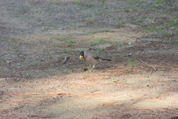 イカル　Japanese Grosbeak