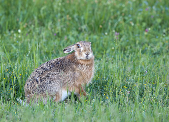 Wild rabbit in grass