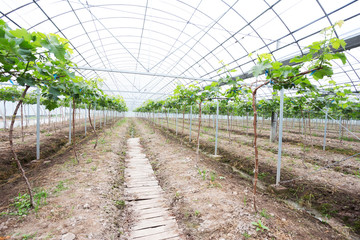 interior of modern green house with green plant