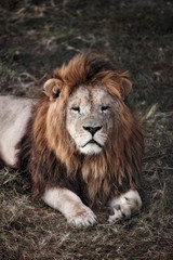 Beautiful Lion. Caesar in the savanna. scorched grass
