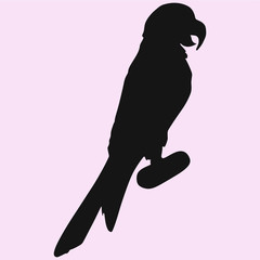 Parrot macaw, vector silhouette isolated