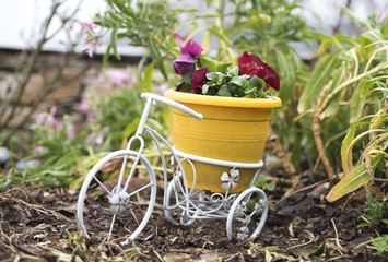 Fototapeta na wymiar Small white Bicycle with yellow plastic pot and red flowers for garden decoration