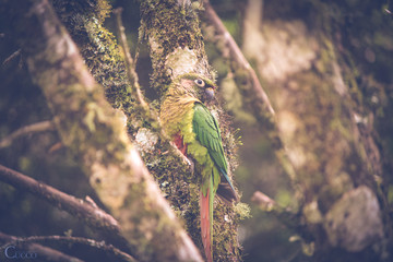 Tiriba-de-testa-vermelha