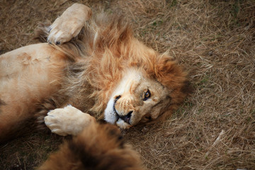 Beautiful Lion in savanna.