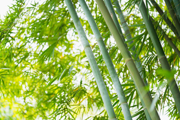 het bamboebos