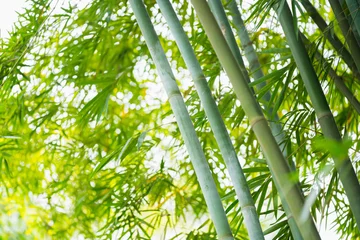 Crédence de cuisine en verre imprimé Bambou la forêt de bambous