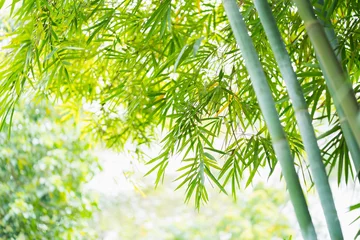 Crédence en verre imprimé Bambou la forêt de bambous