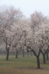 Almonds  blossoming trees in fog.