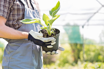 Midsection of gardener holding potted plant at nursery