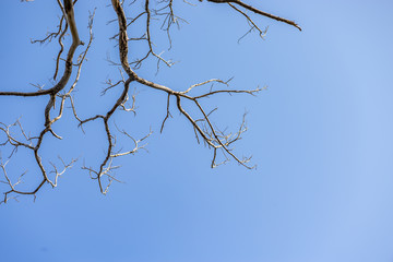 Beautiful dead tree