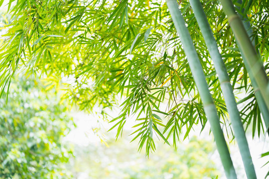 Fototapeta the bamboo forest