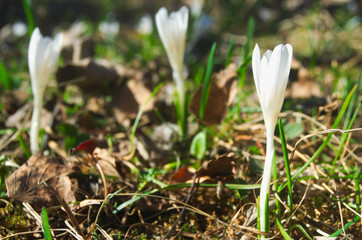 Bucaneve in montagna