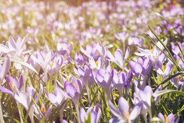 Krokusse auf einer Frühlingswiese - Frühlingshintergrund