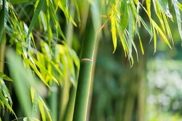 Photo sur Aluminium Bambou la forêt de bambous