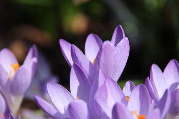 Krokus, Ostergruß, Garten_Frühblueher_Bienen